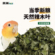 NES小太陽(yáng)鸚鵡飼料辣木葉鳥(niǎo)糧虎皮玄鳳牡丹專(zhuān)用飼料小鳥(niǎo)零食用品大全 天然辣木葉【60g】