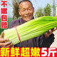 2025年新鮮蒜苔5斤河南蒜苔新鮮超嫩蒜苗心蒜薹蒜臺(tái)整箱批發(fā)包郵 1斤