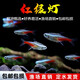 紅綠燈活體熱帶魚(yú)觀(guān)賞魚(yú)小型活體燈科魚(yú)群游金魚(yú)苗寵物淡水魚(yú) 特惠1.8cm紅綠燈 8條送2條備損