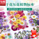 坤隨 干花壓花包樹葉植物標(biāo)本DIY流蘇書簽幼兒園親子手工貼畫裝飾畫 【春天】diy干花包