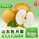 閩農(nóng)語果山東秋月梨新鮮水果當(dāng)季雪梨節(jié)日送禮當(dāng)季新品水果秋月梨子 凈重4.5-5斤精選裝【4-6個(gè)】 【源頭直采】