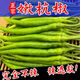 產(chǎn)地直發(fā)新鮮現(xiàn)摘薄皮脆嫩嫩杭椒 5斤 3斤