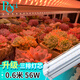 珀譽(yù)多肉補(bǔ)光燈家用上色全光譜led花卉仿太陽(yáng)光防徒長(zhǎng)植物生長(zhǎng)補(bǔ)光燈 T20三排燈芯【60CM-56W】