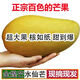 廣西百色金煌芒水仙芒新鮮現(xiàn)摘 5斤大果【6兩以上】