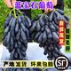 大理藍(lán)寶石葡萄云南無籽黑提子5斤新鮮水果當(dāng)季香甜金手指長葡萄R 1斤【帶箱試吃】