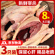 百味殿乳鴿新鮮宰殺正宗三年老鴿子保留心肝冷凍農(nóng)家散養(yǎng)滋補(bǔ)土鴿子湯 【精品】老鴿子凈400g*3只送料包