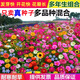聚豐耀花種籽子大全野花組合四季播種易活花海庭院室外路邊耐寒多年矮生 四季野花組合1斤