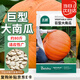 北蔬 巨型南瓜種子苗特大賞食用南瓜籽 (大瓜約80斤)巨型南瓜種子25粒