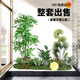 故森仿真綠植造景組合櫥窗裝飾假植物景觀(guān)造景庭院布置玄關(guān)室內氛圍樹(shù) 南天竹套裝一【主圖款】