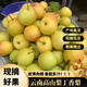 望之語云南高原丁香梨蜜梨新鮮梨子水果當(dāng)季現(xiàn)摘薄皮脆酥梨香梨雪梨整箱 中果5斤家庭裝（單果60-100g）