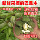胖東來(lái)熱賣(mài) 新鮮采摘青皮巴旦木大杏仁5斤當季新鮮2025年松鼠鮮果 薄殼2斤送開(kāi)口器