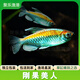 活體寵物剛果電光蘋果鴿子藍(lán)精靈火麒麟美人魚活體 熱帶觀賞淡水燈科魚 剛果美人（4-5CM)2條裝~單價(jià)9.9