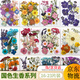 卜鄰干花壓花手工制作貼畫diy材料包永生花樹葉植物標(biāo)本幼兒園書簽 國色生香系列C款