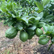 廣東瑤鄉(xiāng)正宗香水檸檬新鮮無籽酸爽清脆鴨屎香檸檬茶專用 嘗新裝1斤100%新鮮現(xiàn)摘