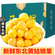 柏饞【順豐】黃姑娘果新鮮 甜菇娘果 黃菇蔦兒 燈籠果 5斤（禮盒劃算裝）