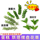 薄荷雞尾酒調(diào)酒裝飾葉子迷迭香清香木烘焙甜品蛋糕網(wǎng)紅擺盤花草 組合花草【耐存放10天】 清香木50片+薄荷芽20朵+迷迭香20支