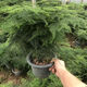 御春閣文竹盆栽植物室內(nèi)辦公室綠植花卉盆栽盆景四季常青小盆栽綠植樹苗 精品文竹高度40厘米左右（帶盆帶土）