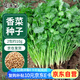 花沃里香菜種子2包約10g 調(diào)味菜四季蔬菜種子大全陽(yáng)臺(tái)盆栽/庭院田間種籽