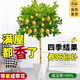 愛(ài)優(yōu)尚香水檸檬樹(shù)盆栽綠植大型室內客廳植物吸甲醛陽(yáng)臺四季好養源頭直發(fā)