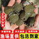 四川小甲魚(yú)鮮活10斤大苗養殖冷水魚(yú)耐寒鱉團魚(yú)王八烏龜甲魚(yú)苗批發(fā) 5-10g甲魚(yú)苗 2只