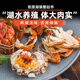 【活蟹】陽澄蟹姑爺大閘蟹鮮活大螃蟹可全母海鮮水產(chǎn)生鮮高端禮盒 【精品六月黃】3.3-3.0兩10只