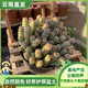 京厽牡丹錢(qián)串子青鎖龍屬多肉植物多頭群稀有品種組合盆栽帶花盆土 現款牡丹錢(qián)串個(gè)頭大緊湊11厘米滿(mǎn)盆發(fā)貨自然色 帶盆栽好