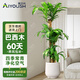 愛(ài)優(yōu)尚大型巴西木幸運木植物室內大型盆栽客廳吸甲醛好養活綠植源頭直發(fā)