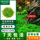 瘋狂水草魚(yú)缸水草凈化水質(zhì)套餐蜈蚣草陰性水草浮萍植物活體水培 【前景】趴地珍珠