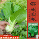 壽禾 上海青種子苗油菜小白菜秋四季蔬菜種籽 濰豐高柳上海青種子25g