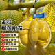 瑯闕金枕榴蓮樹(shù)苗廣西南方種植果樹(shù)苗盆栽地栽水果樹(shù)1-1.5cm源頭直發(fā)