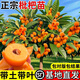 枇杷樹(shù)苗嫁接大五星枇杷苗地栽盆栽早鐘六號枇杷嫁接苗南北種植 無(wú)核砂糖枇杷（帶土帶葉發(fā)貨） 四年苗