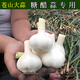 25年新鮮正宗蒼山大蒜糖醋蒜原料 濕蒜頭 四六瓣白皮蒜 產(chǎn)地直發(fā) 5斤 蒼山大蒜  中大果  去皮去泥