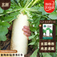北蔬 九斤王白蘿卜種子苗白玉大蘿卜秋季蔬菜種籽 九斤王蘿卜種子20g