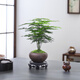 喜鵲說(shuō)文竹盆栽綠植室內(nèi)云竹盆景植物四季常青茶桌客廳防輻射花卉好養(yǎng) 文竹-舍得盆-密胺托盤 帶盆栽好