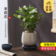 開時果 茉莉花盆栽帶花苞 花卉植物桌面綠植好養(yǎng)盆景擺件源頭直發(fā)包郵 茉莉花+雪梨盆+圓底座