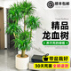 靜黛軒大型多頭龍血樹客廳綠植盆栽旺宅龍須樹室內(nèi)好養(yǎng)龍鐵樹發(fā)財(cái)樹植物大型雙層龍血樹120-140cm（原盆栽好）送托盤