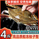 海澤鮮 舟山梭子蟹當(dāng)季鮮活 液氮瞬凍大規(guī)格梭子蟹冰鮮活凍大螃蟹 4斤 凈重*5-7兩/只【特大肥壯】