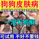 帥哲狗狗藥浴皮膚病寵物真菌感染洗液止癢泡澡洗液瘙癢皮炎濕疹克星 1瓶 【狗蘚皮膚藥浴】