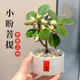 MPPMCK小盼菩提樹(shù)菩提帶果盆栽禪意桌面綠植好養室內植物辦公室花卉盆景 4-8果小盼菩提塑料紅盆
