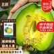 北蔬 甜瓜種子種苗綠寶石薄皮香瓜四季瓜種籽 留翠綠寶石種子約60粒