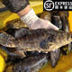 鮮太公【鮮活速達】深海龍膽石斑魚(yú) 1.3斤/條 野生級肥美肉嫩 高端海鮮 龍膽石斑魚(yú)1.3斤/條 龍膽石斑魚(yú)1.3斤/條
