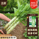 北蔬 萵筍種子種苗四季尖葉耐熱耐寒蔬菜種籽 北蔬綠萵筍種子10g