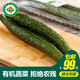 小湯山 有機(jī)黃瓜 約350g 有機(jī)蔬菜基地種植當(dāng)天采摘59元包順豐