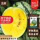 北蔬 小鳳西瓜種子種苗禮品型黃肉超甜西瓜水果種籽 小鳳西瓜種子10粒