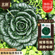 北蔬 烏塌菜種子種苗冬寒菜耐寒黑菜秋冬蔬菜種籽 油亮黑心烏種子20g