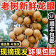 三萌果蔬廣東石硤儲良龍眼【順豐冷鏈-多地隔日達(dá)】新鮮龍眼桂圓禮盒送禮 5斤石硤龍眼【超劃算】凈重4.5斤 【順豐速發(fā)】7A級|特級果【自吃推薦】
