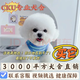 純種比熊犬幼犬活體雙血法國(guó)卷毛比熊犬茶杯型比熊小體寵物狗 寵物級(jí) 公