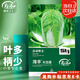 壽禾 大白菜種子苗秋季庭院種植青菜蔬菜種籽 濰豐大白菜種子10g*3袋