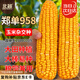 北蔬 玉米種子苗鄭單958大棒抗旱倒苞米籽 鄭單958種子3斤(500gx3包)