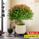 靜黛軒小葉赤楠盆景室內桌面綠植中式禪意老樁金絲楠木樹(shù)苗盆栽四季好養 特A級小葉赤楠（白色火山巖石盆）送底座